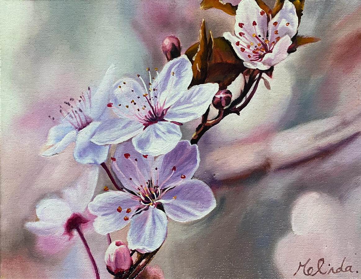 Cherry Blossoms - 8" x 10"